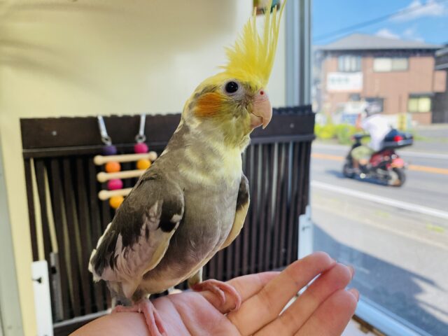 オカメインコ