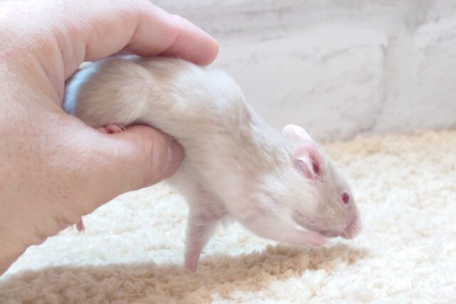 ゴールデンハムスター