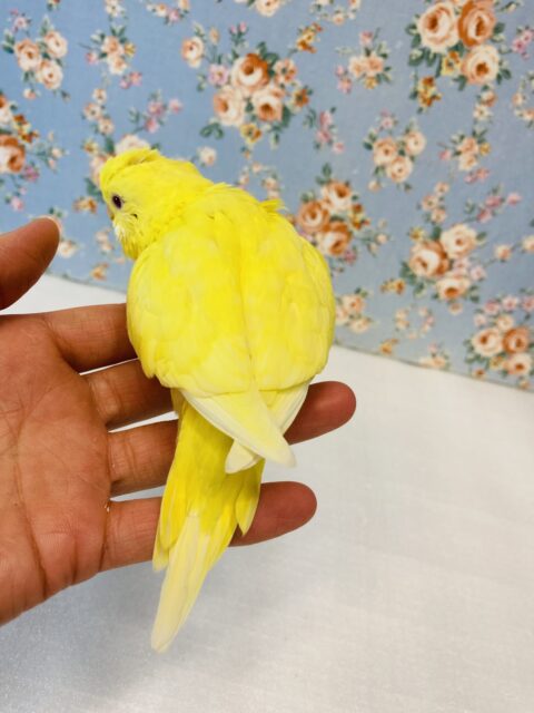 こりゃたまらん🥲❤︎テチテチピヨピヨ近づくよ♩🐾手乗りセキセイインコ(ルチノー)さん🔆 セキセイインコ