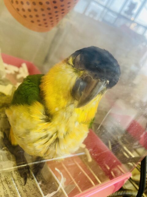 ズグロシロハラインコ