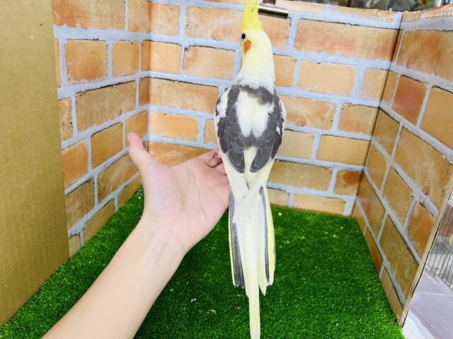 お年頃?♡画像更新☆お顔に黒ゴマ?はっきり模様のオカメインコ(パイド) オカメインコ
