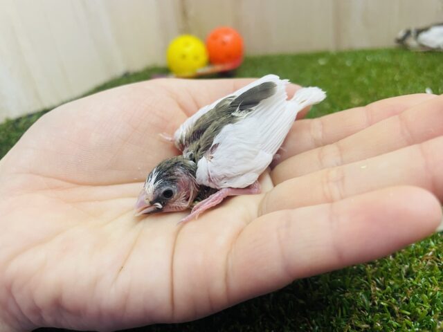 十姉妹（ジュウシマツ）