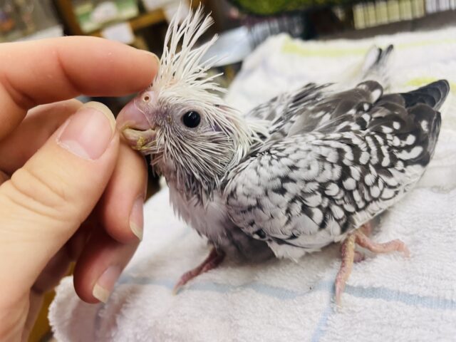 オカメインコ