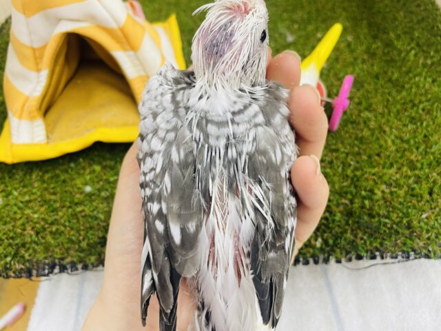 オカメインコ