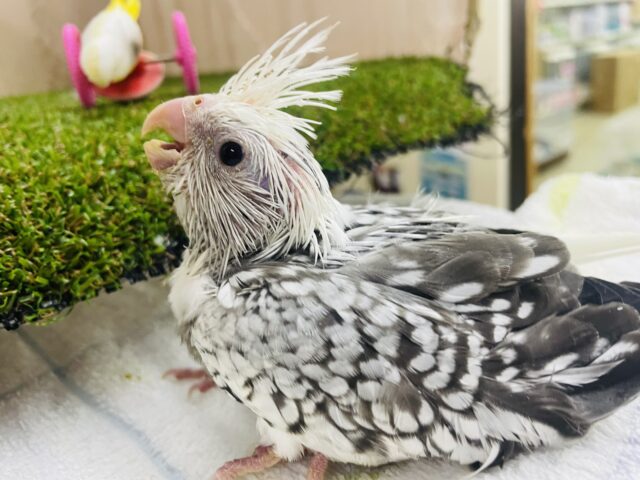 オカメインコ
