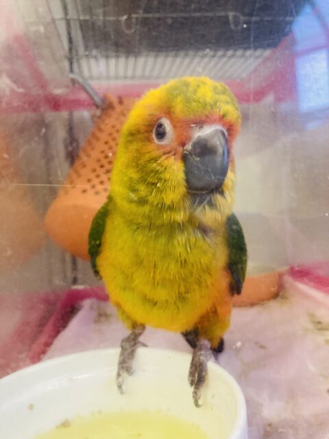 コガネメキシコインコ