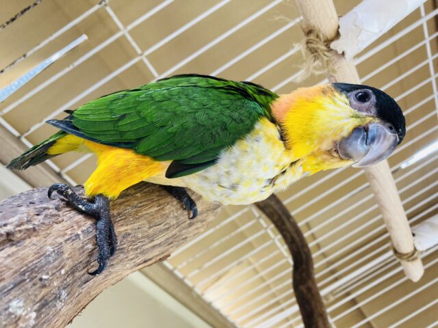 ズグロシロハラインコ