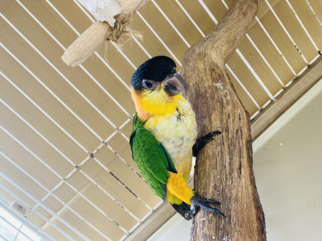 ズグロシロハラインコ