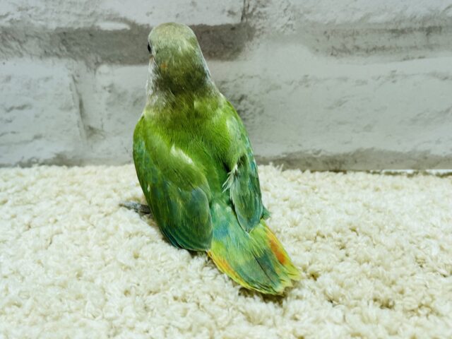 コザクラインコ（小桜インコ）