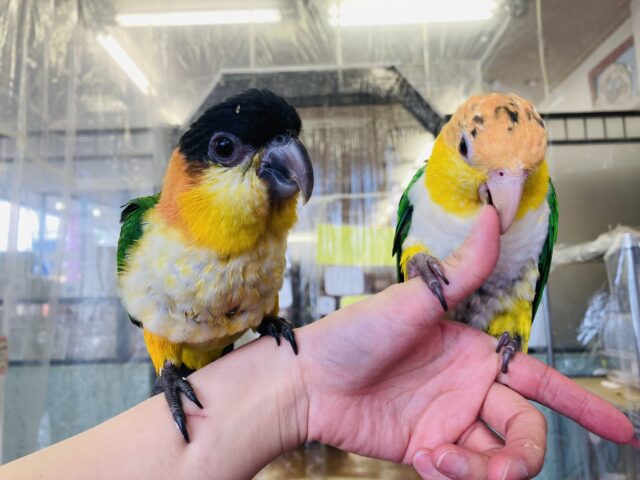 ズグロシロハラインコ