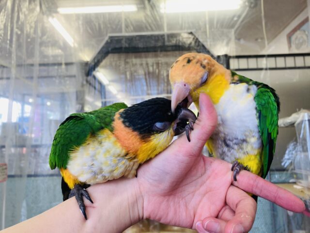 ズグロシロハラインコ