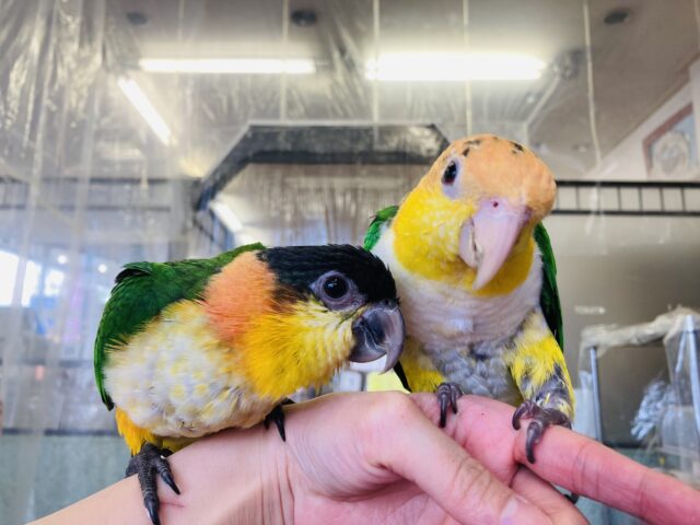 ズグロシロハラインコ