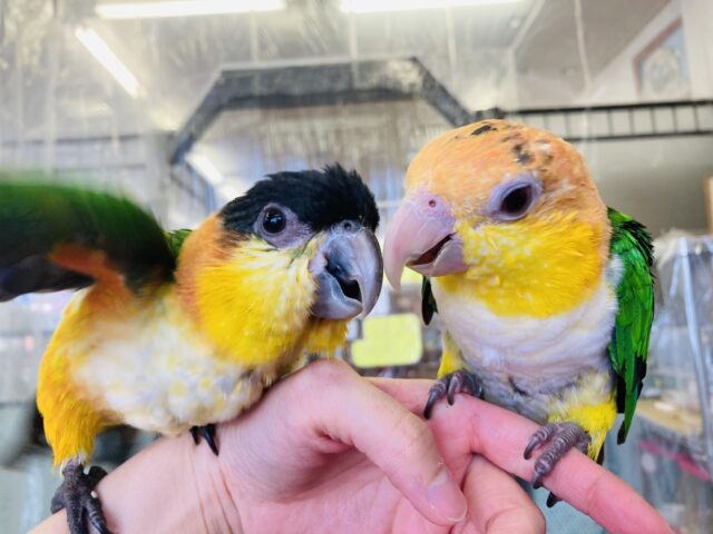 ズグロシロハラインコ