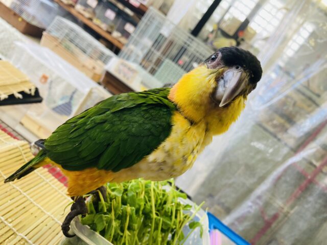 ズグロシロハラインコ