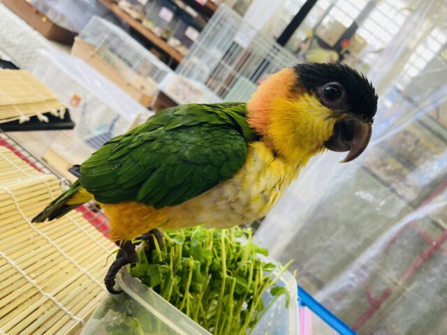 ズグロシロハラインコ