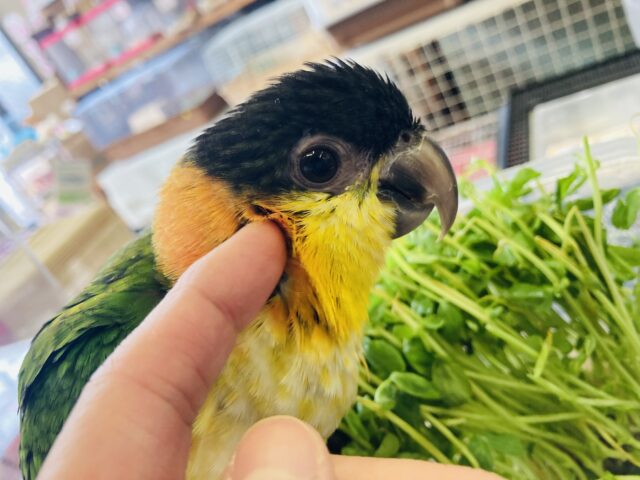 ズグロシロハラインコ