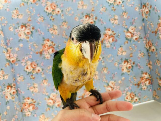 ズグロシロハラインコ