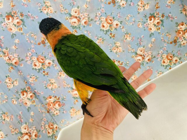 ズグロシロハラインコ