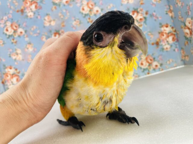 ズグロシロハラインコ