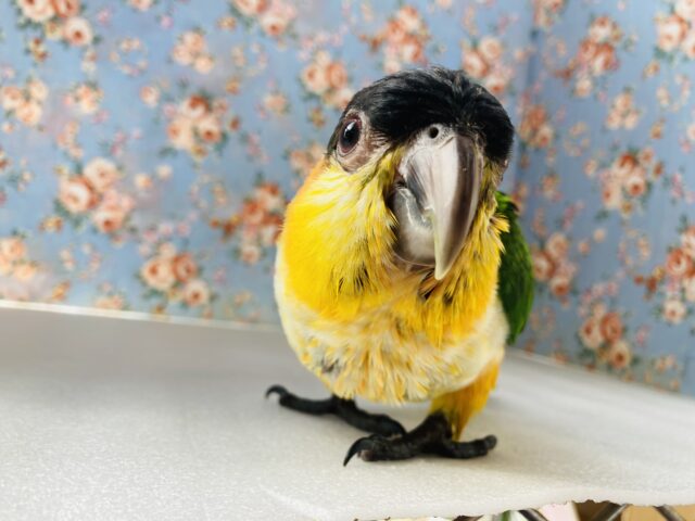 ズグロシロハラインコ