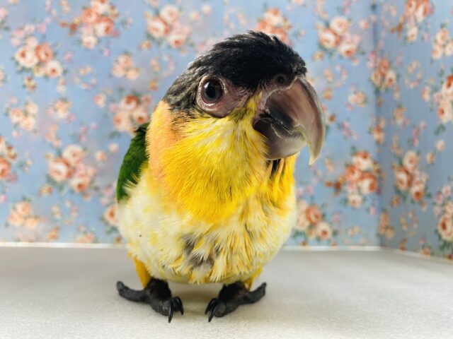 ズグロシロハラインコ