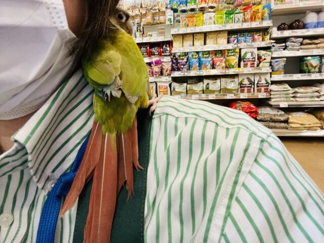 ホオミドリウロコインコ