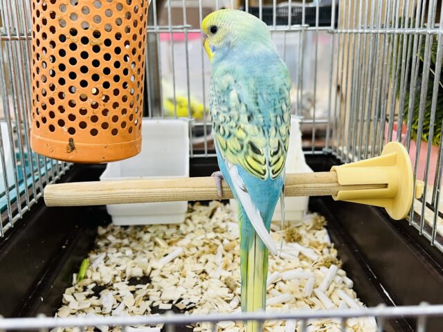 セキセイインコ