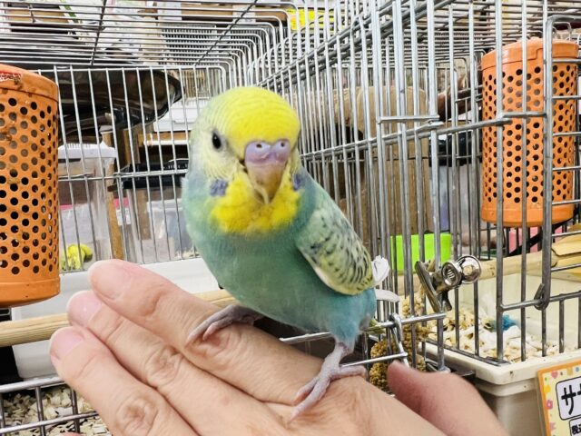 セキセイインコ