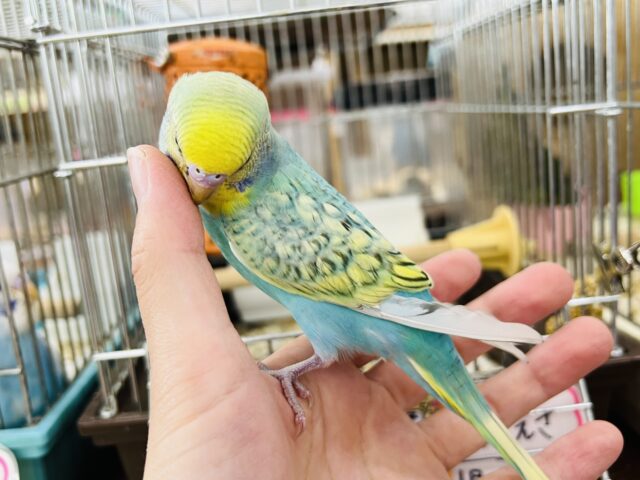 セキセイインコ