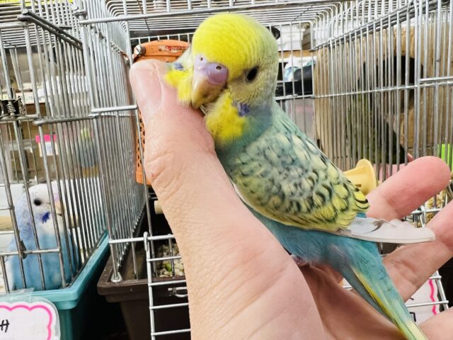 セキセイインコ