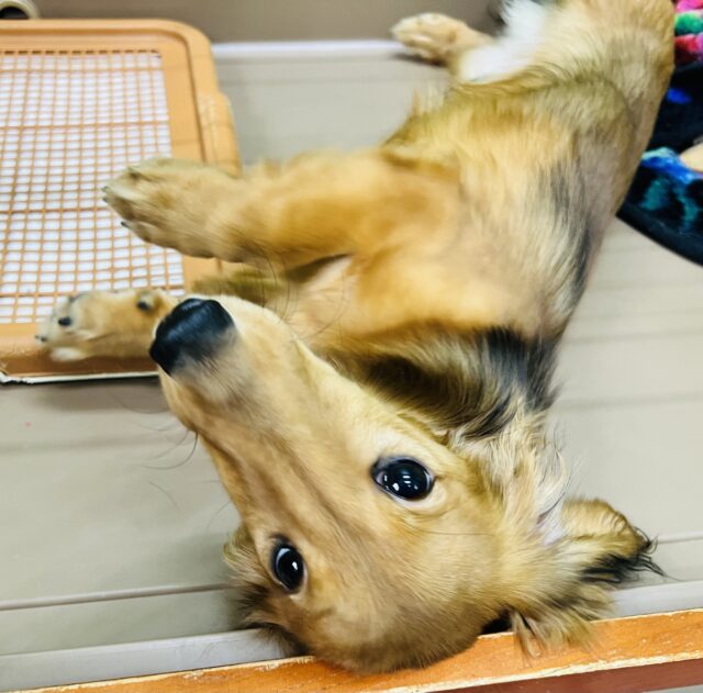 ミニチュアダックス