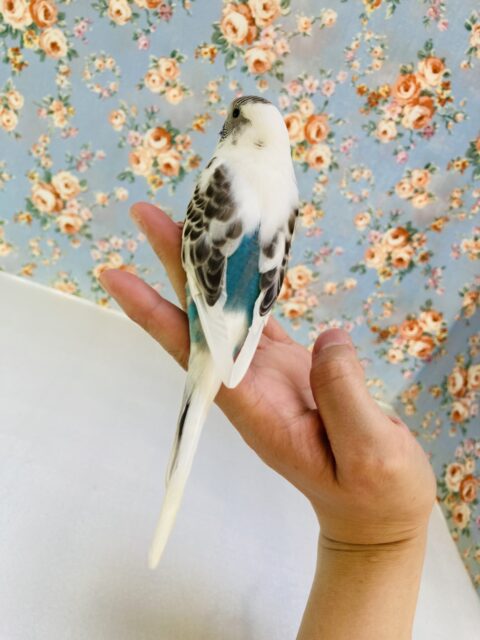 最新画像🌟へへへん❤︎ ⁾⁾とってもステキなの❤︎ˊᗜˋ* 手乗りセキセイインコ(ホワイトハルクイン)🗽✨ セキセイインコ