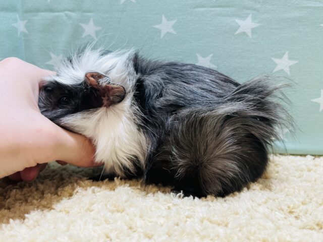 アビシニアンモルモット