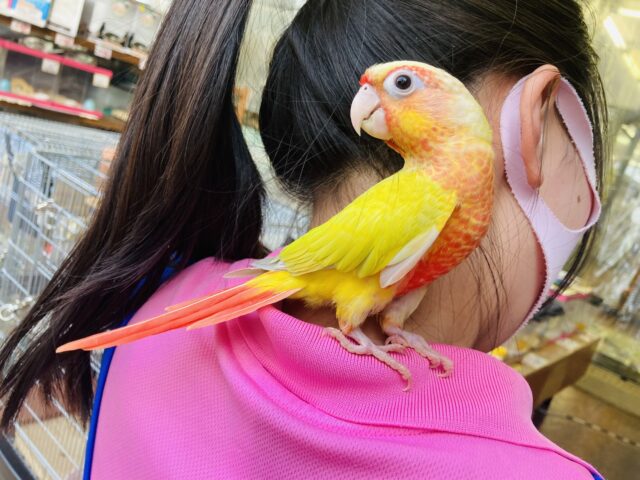 ホオミドリウロコインコ