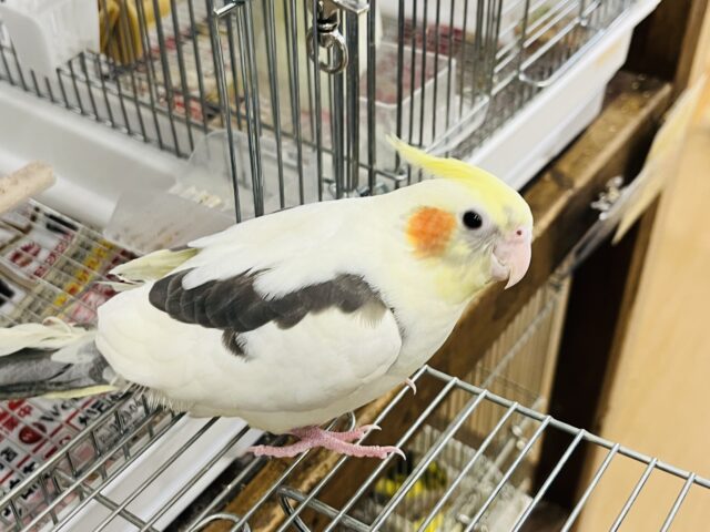 オカメインコ