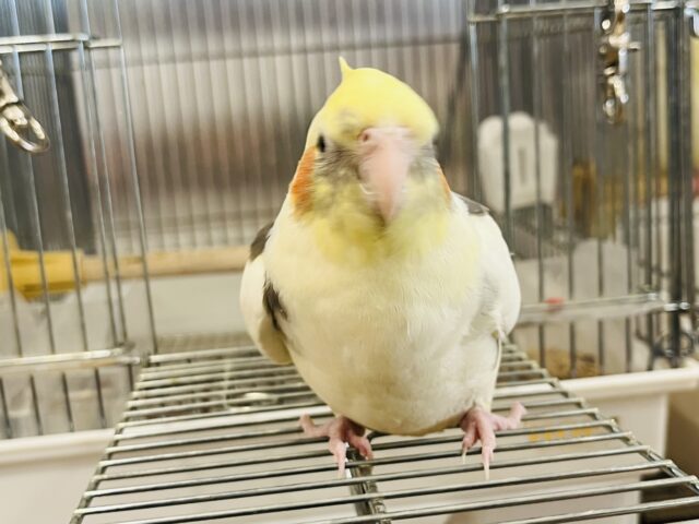 オカメインコ