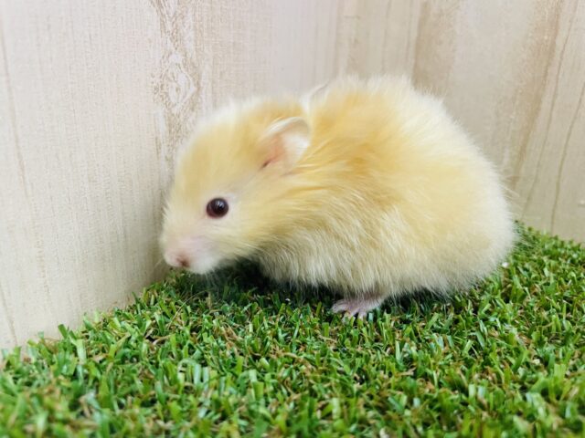 サテンハムスター
