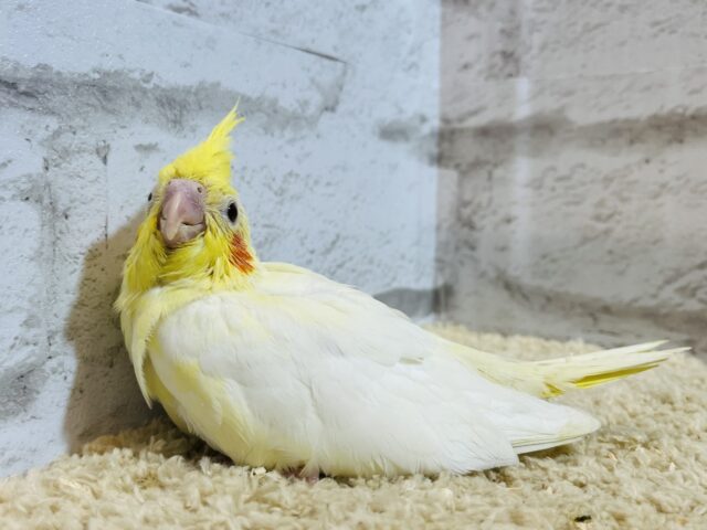 オカメインコ