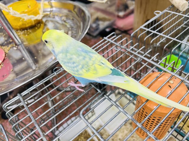 セキセイインコ