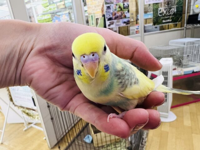 セキセイインコ