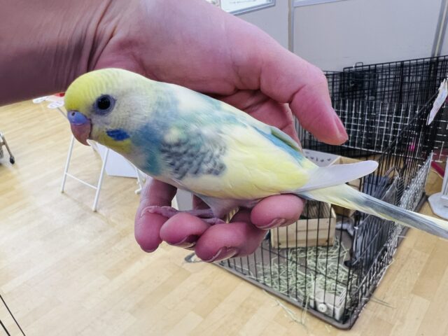 セキセイインコ