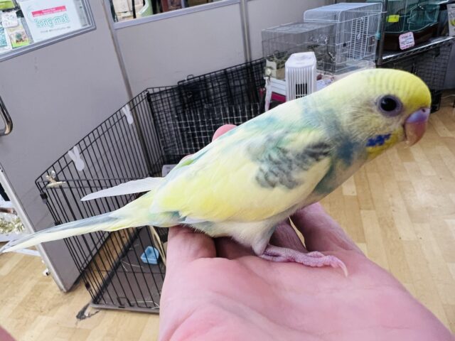 セキセイインコ