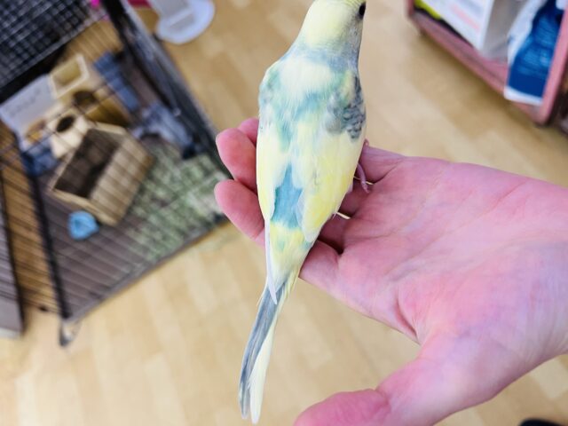 セキセイインコ