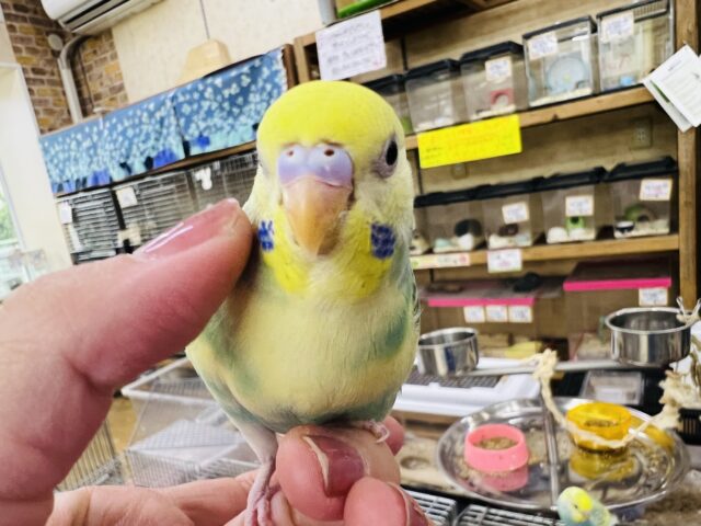 セキセイインコ