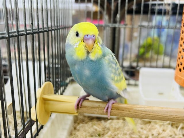 セキセイインコ