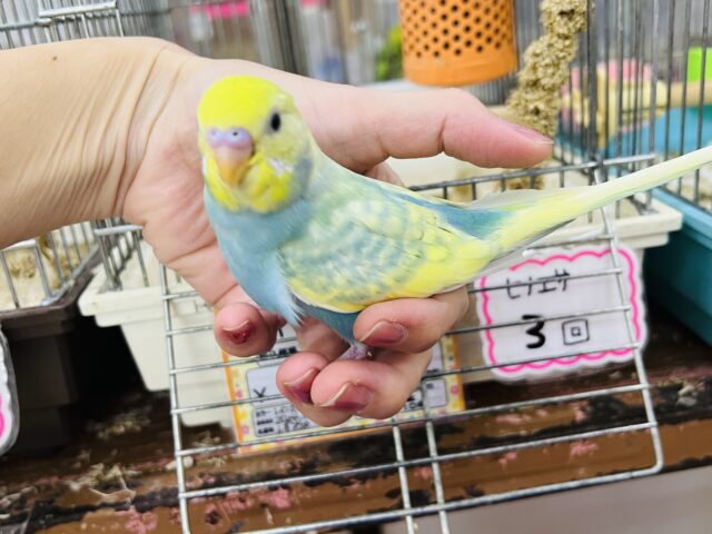 セキセイインコ