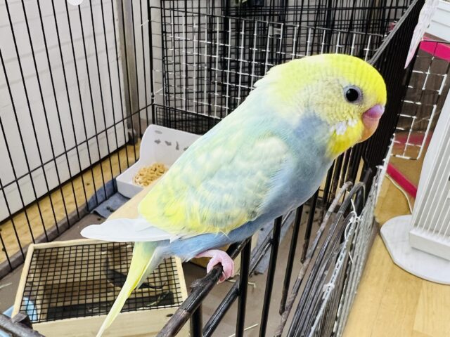 セキセイインコ