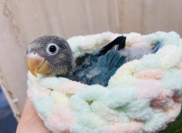 ブルーボタンインコ