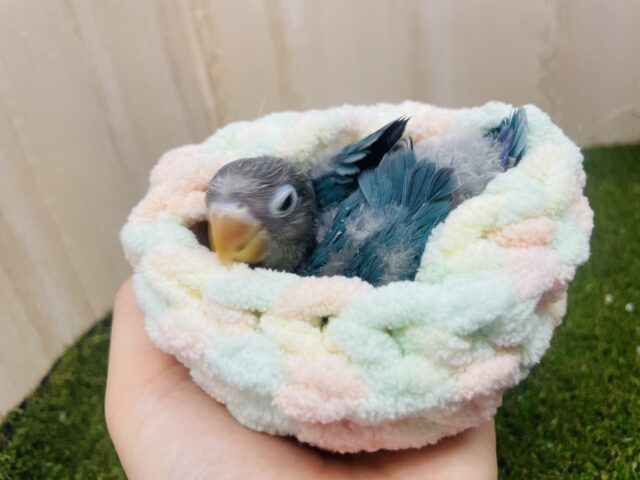 ブルーボタンインコ