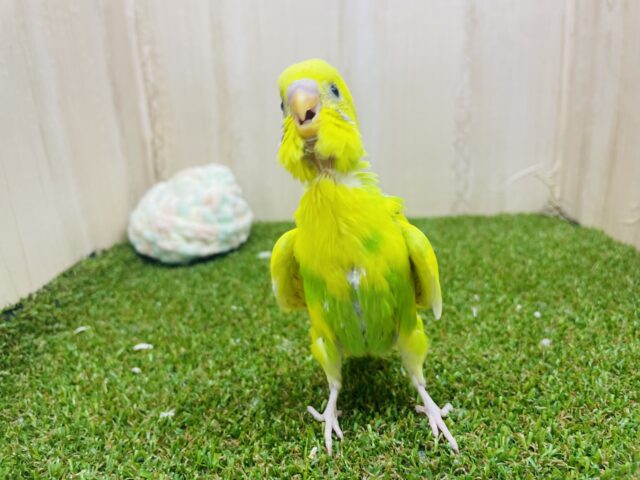 セキセイインコ